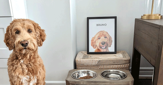 Tips for Creating a Gallery Wall with Pet Portraits